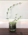 10 oz plantable candle . wildflower "keep blooming" gardenia, tuberose + jasmine